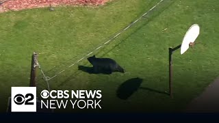 New Jersey's controversial black bear hunt begins