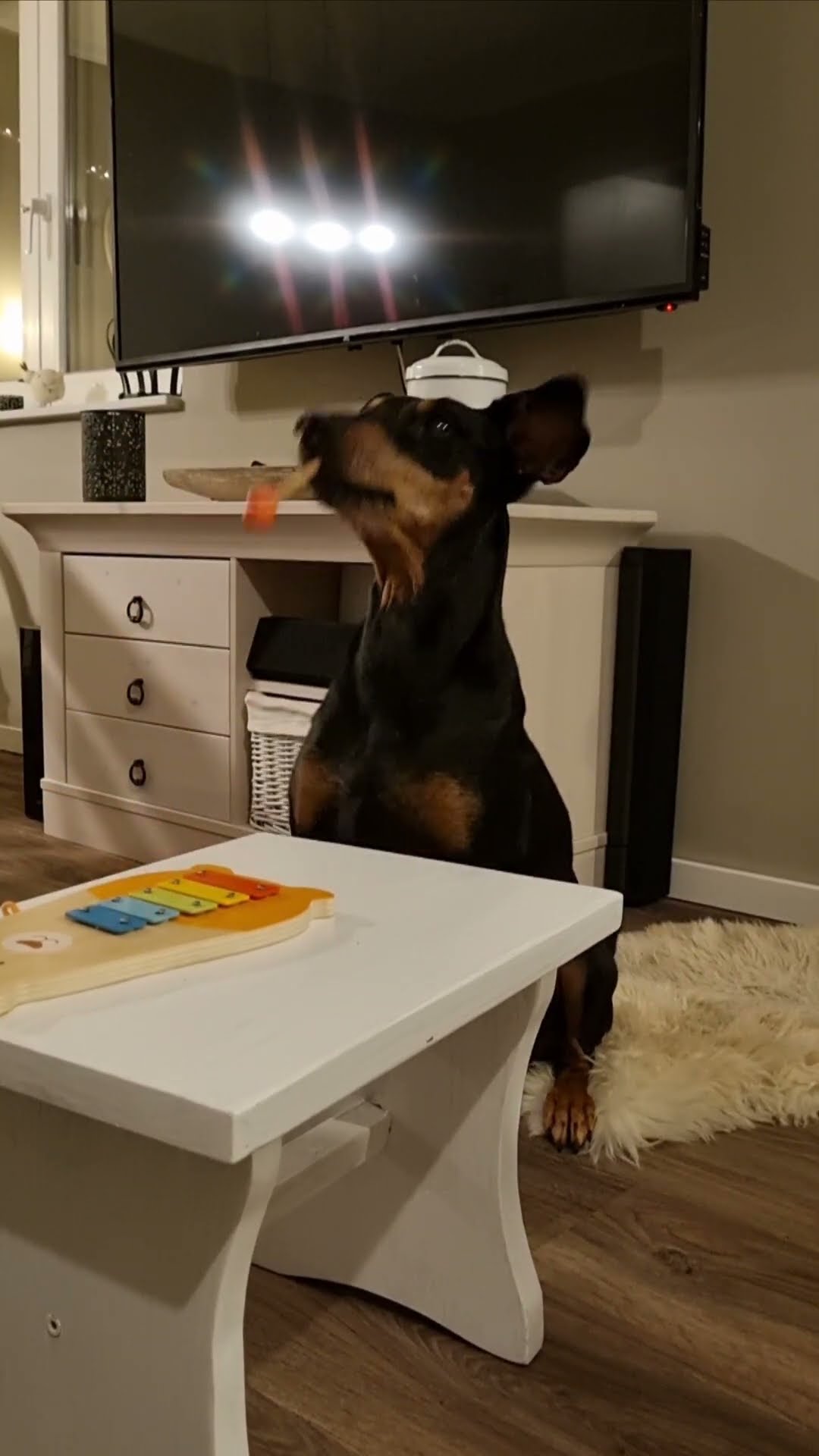 Talented Doggo Plays the Xylophone || ViralHog