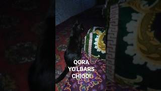 Sunnatillo Dostov Alyonushka Mp3