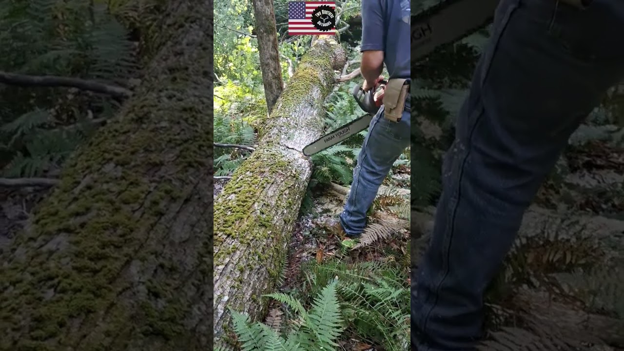 Not again!##adirondacks #twobrothersoutdoors #chainsaw #forest