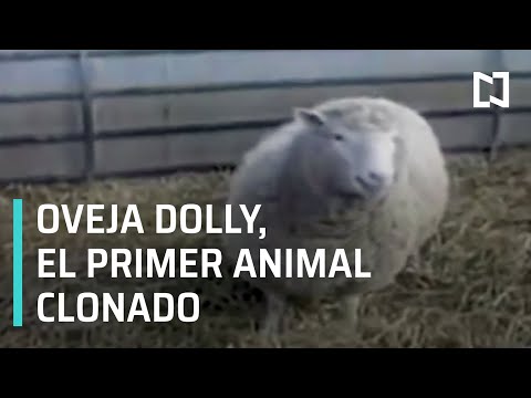 Vídeo: La Oveja Dolly Cumplió 20 Años: ¿qué Pasa Con La Clonación Ahora? - Vista Alternativa