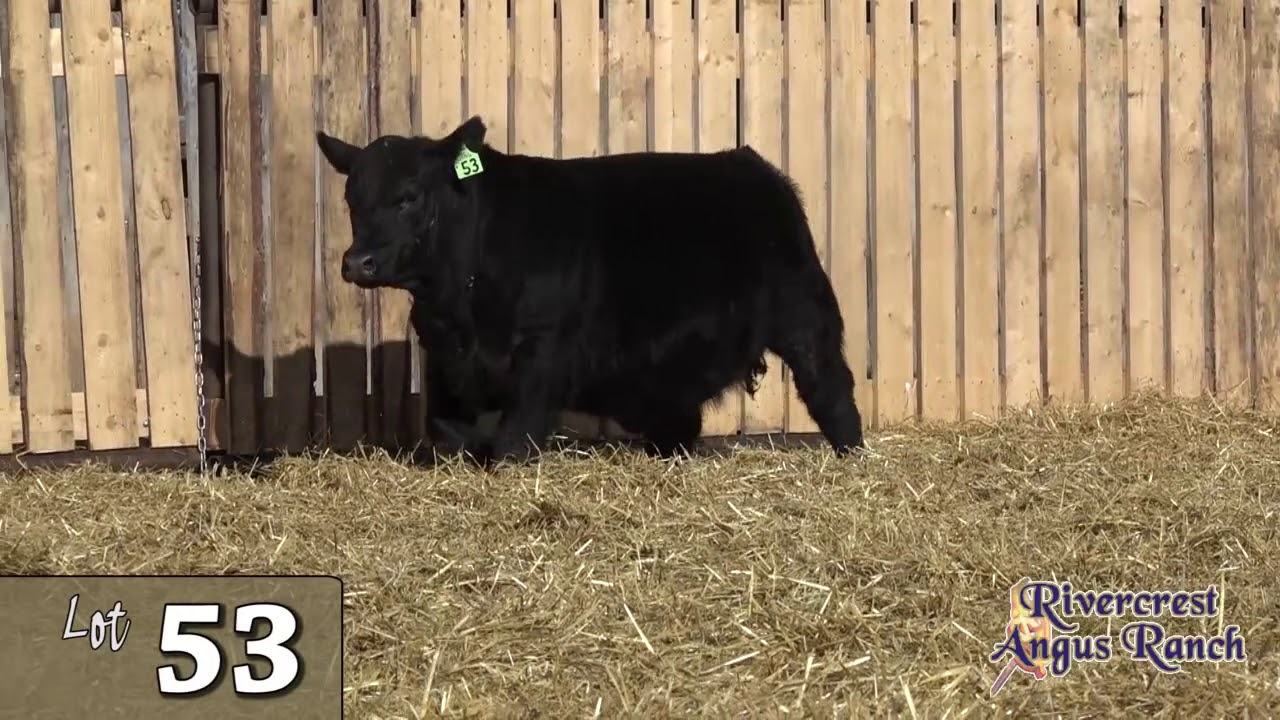Lot 53 -Rivercrest Angus Ranch 2020.mp4 - YouTube