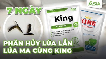 Thực hư có giải pháp phân huỷ lúa lẫn, lúa ma trong 7 ngày?? II King ASIA