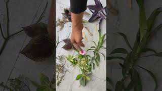 #planttutorial#nature  #homegardening #balconygarden#gardeningtips #grow#gardeninghacks#plantgrowth