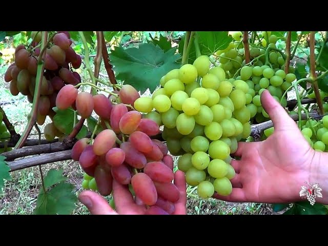 Виноград Юбилей Новочеркасска (Гибридная Форма Крайнова) / Виноград Аркадия