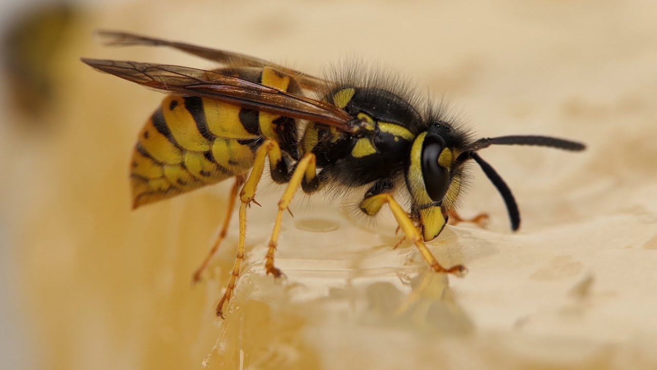 Cinematic Macro Shots on the Lumix DMC-FZ2000 / FZ2500 / FZH1 / Opteka Achromatic Lens / Wasps / 4K