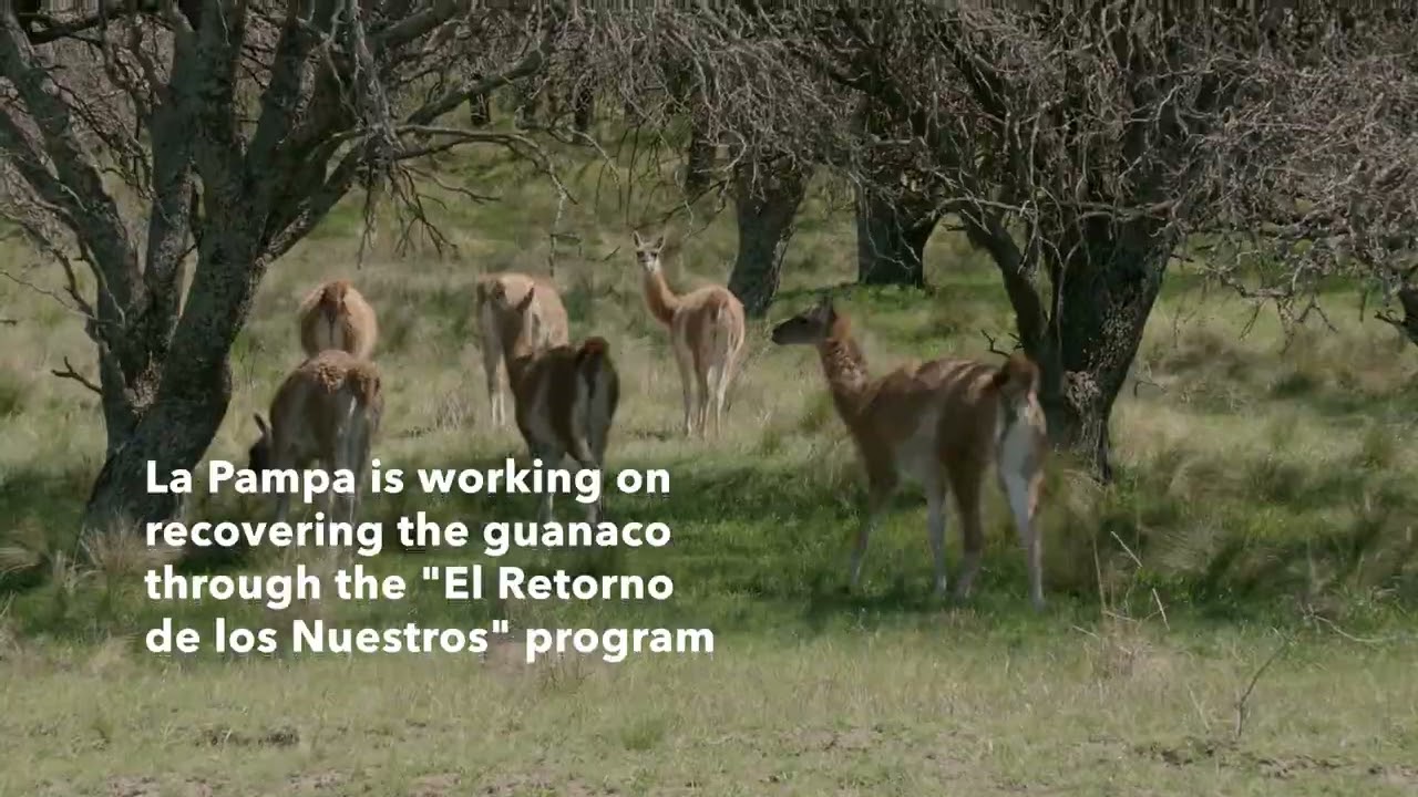 GUANACO: THE RETURN OF THE GREAT SOUTH AMERICAN HERBIVORE · First translocation Santa Cruz—La Pampa