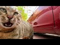 Cat gopro fight  cats bigg fight  angry cat  cats fight