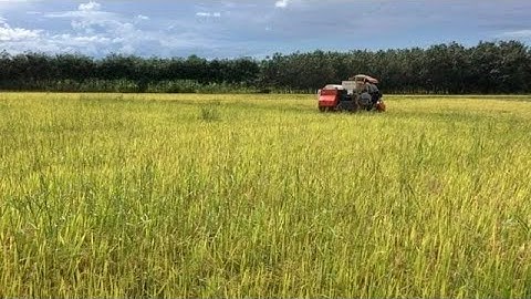 Rice plants | Thu hoạch lúa thời đại 4.0 | Mỹ Hiệp Official