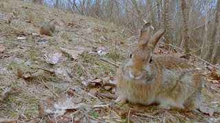 Cottontail eats on windy spring evening