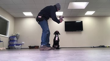 Teach a Freeze Indication through play for Scent Work