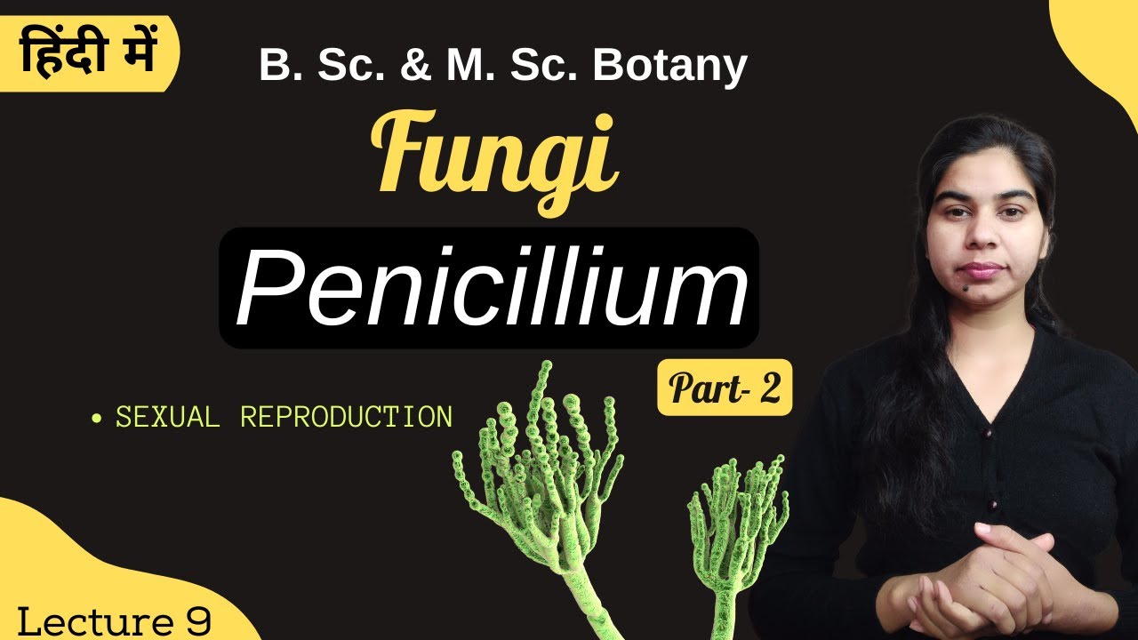 Fungi || Penicillium (Part-2) || in Hindi || Botany || B. Sc. & M. Sc.