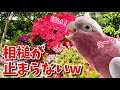 【根津神社のツツジ見物】相槌が完璧すぎて地元の人に馴染んでしまったオウムがこちら【おしゃべりモモイロインコの春ちゃん】