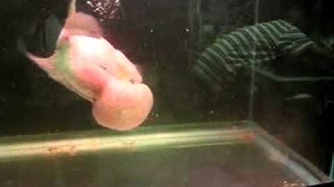 Cá La Hán Đầu Khủng - Thiên Đường Cá Cảnh