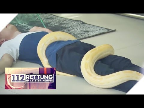 XXL Würgeschlange: Warum