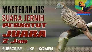 MASTERAN SUARA Burung PERKUTUT BANGKOK JUARA Suara Jernih buat KUNG MANIA screenshot 4