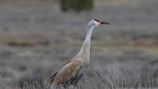 Sandhill Crane with Audio in Kyberz Flat Wildlife Area