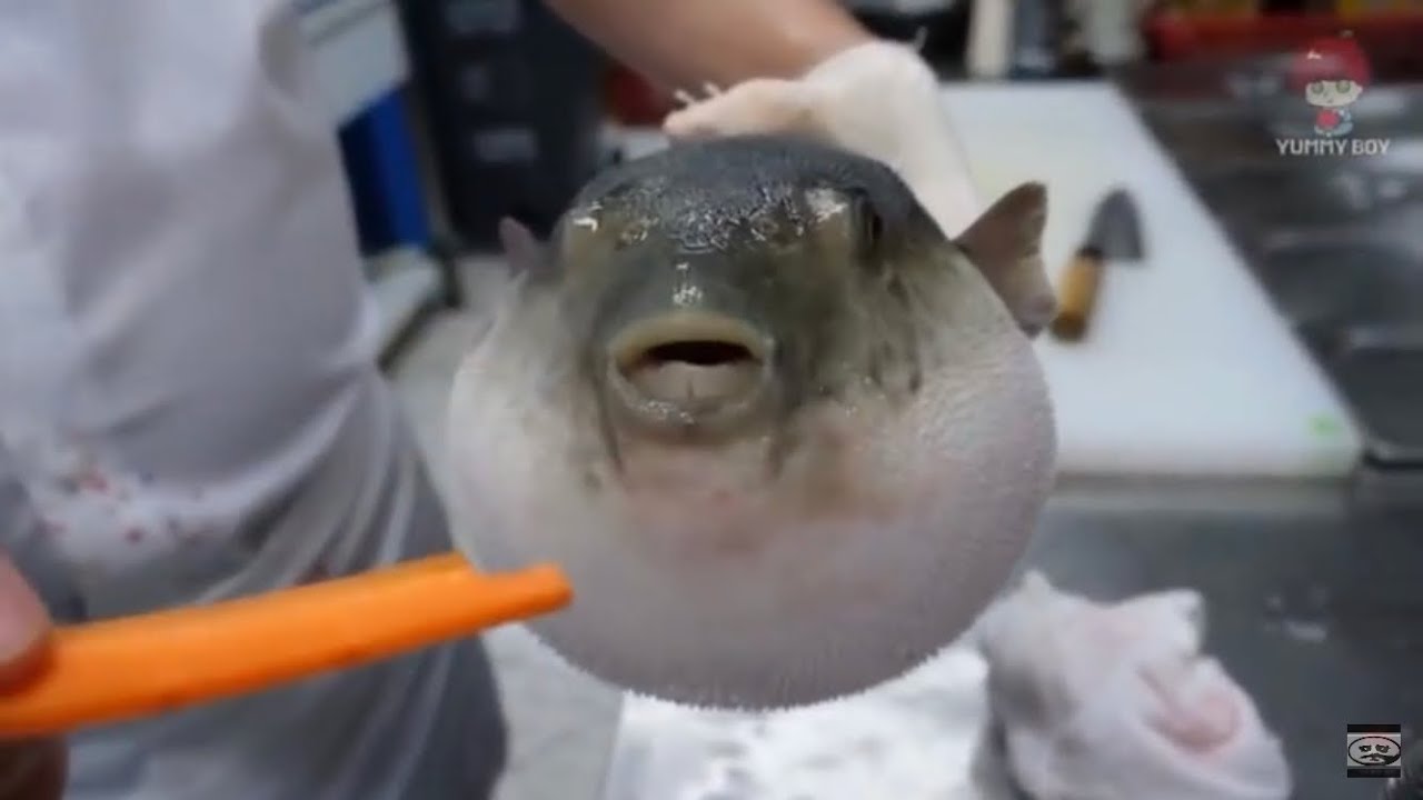Download Pufferfish eats carrot (full video)
