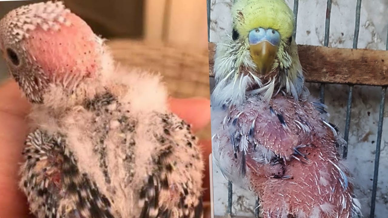 الفرق بين سوسة الريش و التمليح .