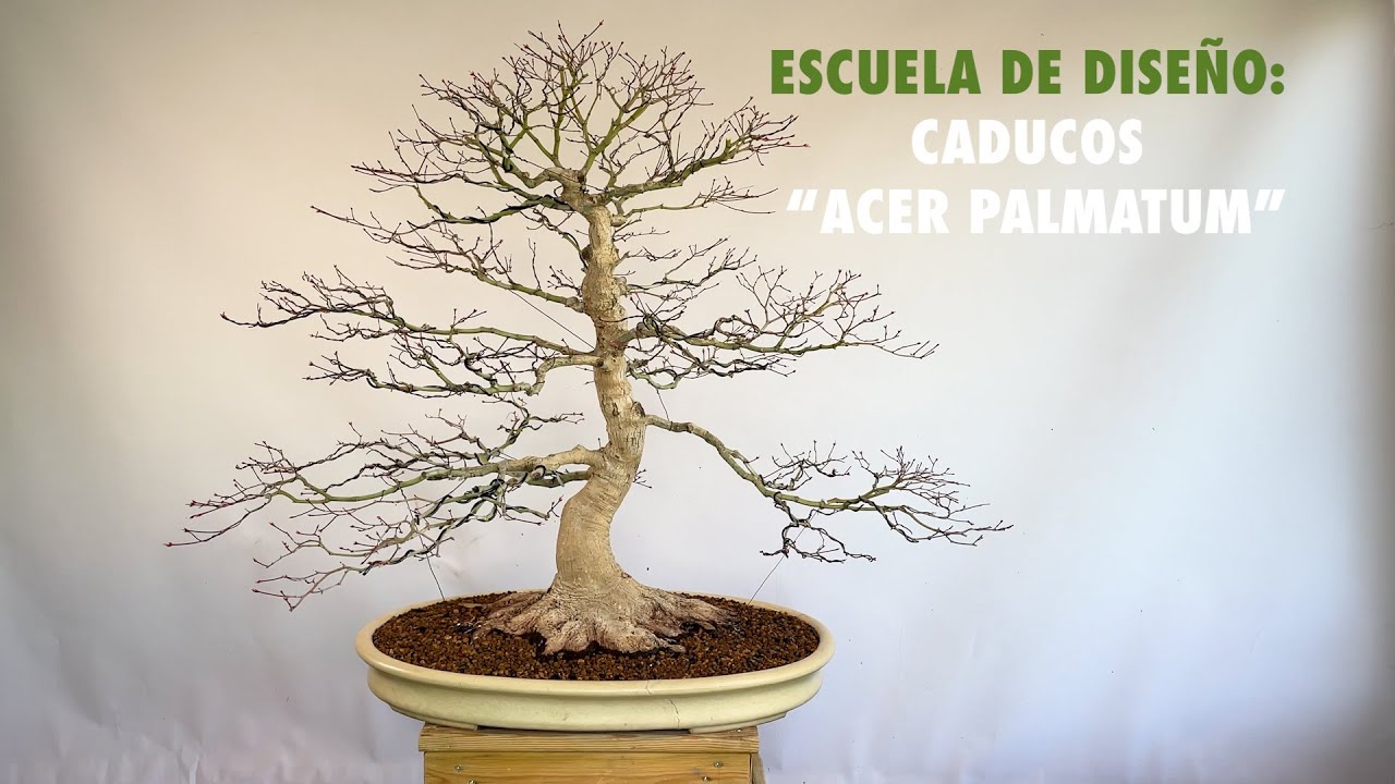Escuela de Diseño: Caducos 