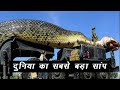 दुनिया का सबसे बड़ा सांप | World's Largest Snake | Hindi |