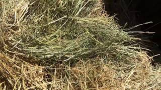Hay for sale in Central Point