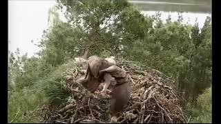 Intruder makes attempt on the nest