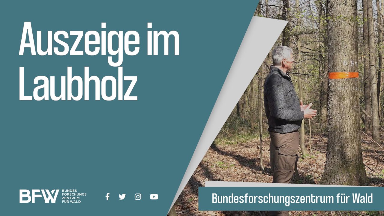 Auszeige im Laubholz