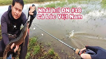 Câu Cá Lóc Bằng Nhái Hơi P18.Săn Cá Lóc  Đồng Ở Việt Nam Địa Hình Ao Cỏ Nhái Hơi DN. |Đại Ngáo Vlog