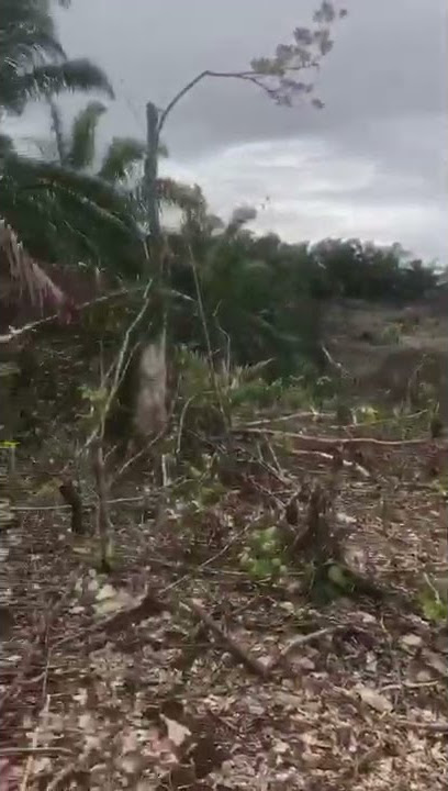 pembukaan lahan sawit tanpa dibakar..