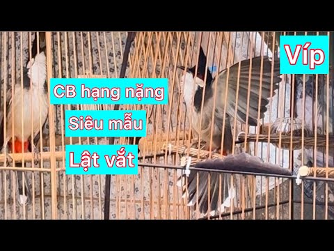 Lâu lâu tuyển đc CB chào mào bộ siêu mẫu , nết lật vắt , nết găm nhạy bung xoè , nết vạn người mê