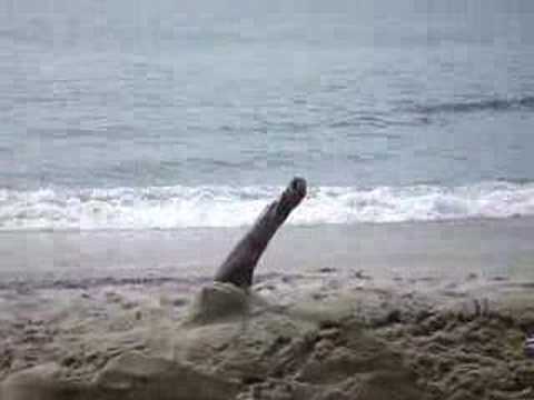 Beach Boner - YouTube