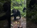 Gorilla crossing the river #exploreuganda #animals #adventuretravel #gorilla