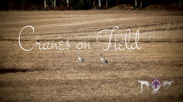 Cranes on Field - Birds resting and feeding during spring migration with Harpsichord music