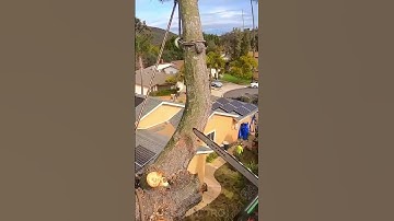 tânsky - #shorts The technique of sawing tree branches higher than the roof of the house