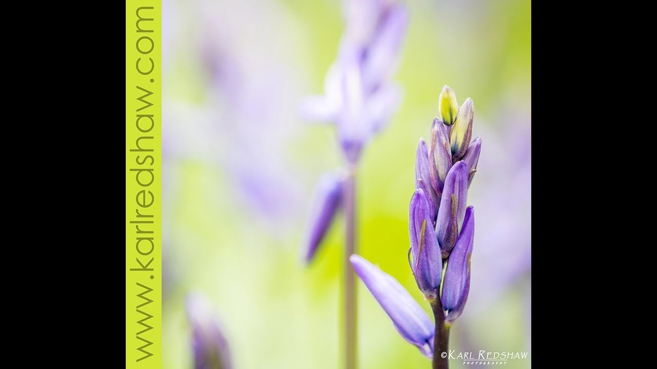 Lightroom Tutorial Flower Or Floral Edits In Lightroom 5 YouTube