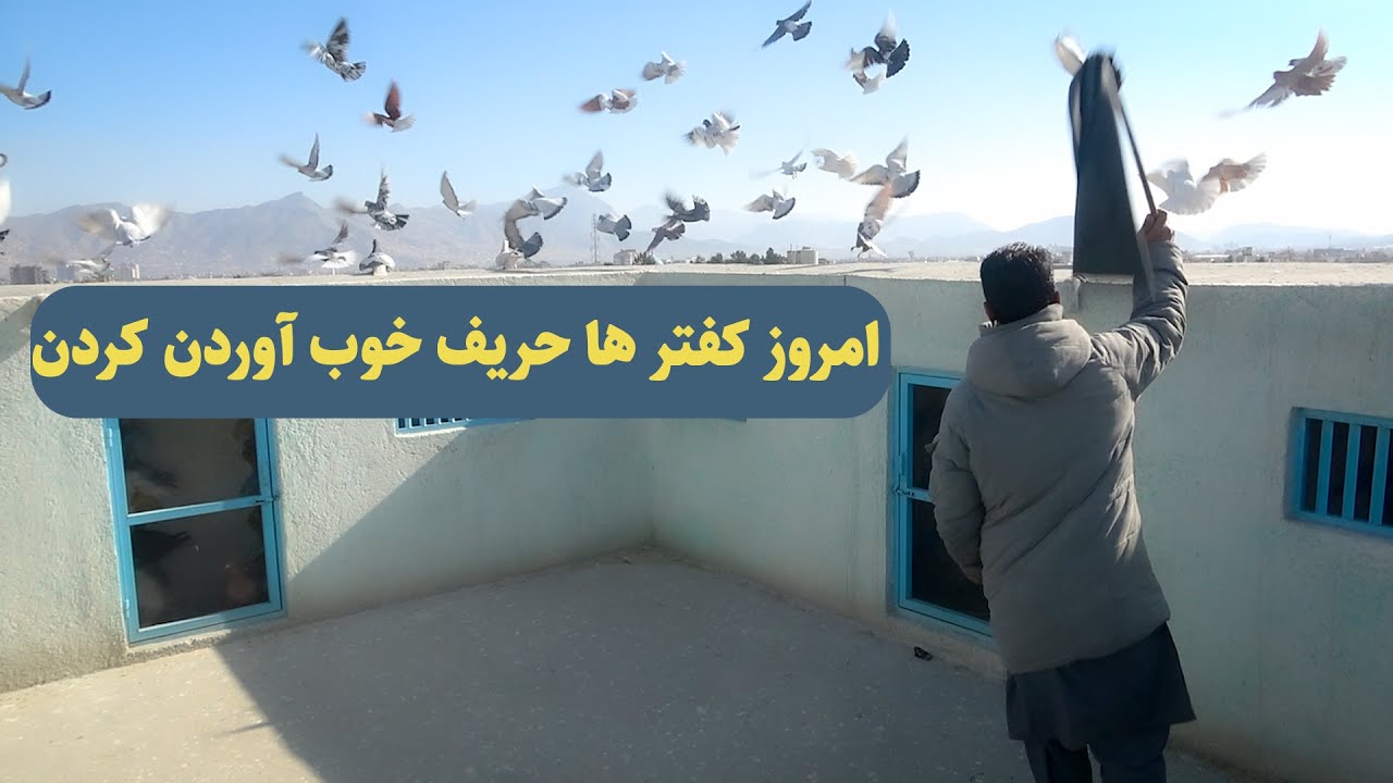 00436-  امروز کفترهای حریف را خوب آوردن کردند/AFghan Shawqi