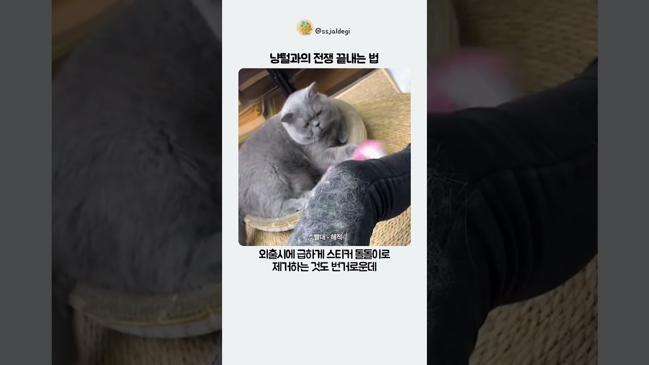 냥털과의 전쟁 끝내는 법