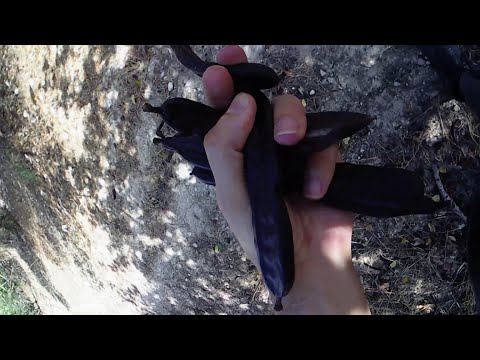 Carob Pod Foraging and How to Eat Them