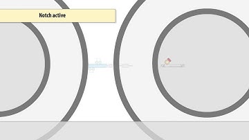 The Notch signaling pathway