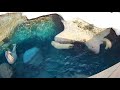 Младшему от мамы досталось, она не довольна- он ей мешает плавать#Toledo Zoo