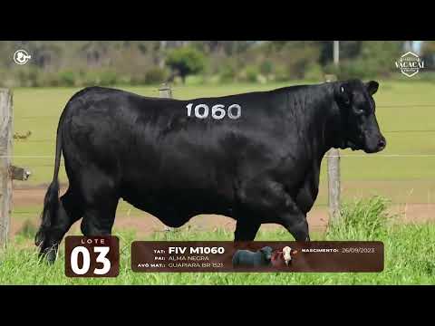 LOTE 03   TAT M1060 F Brangus