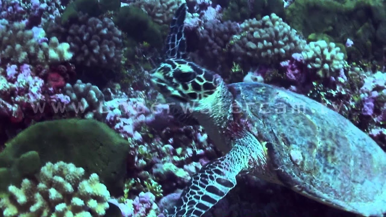 Hawksbill turtle feeding on sponges feed025 YouTube