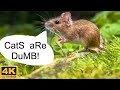Mouse Videos for Cats to Watch 🐭 Cat TV - 4 hours in 4k  -  No Ads!