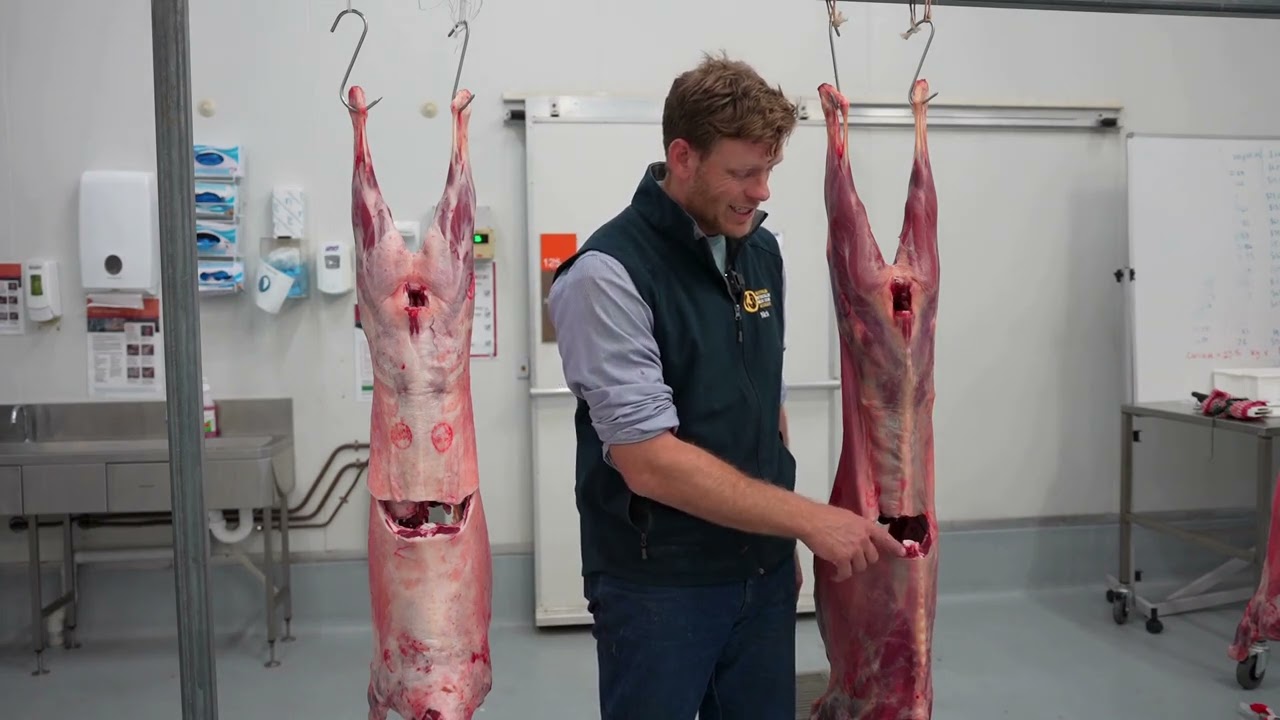 How to judge goat carcases