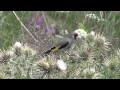 Aus de l'Est de Kazakhstan ( Juliol 2014 ) / Birds of Kazakhstan East