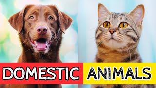 Watch This With Your Kids Learning The Domestic Animals