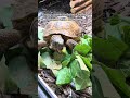 There’s not much cuter than a little tortoise tongue