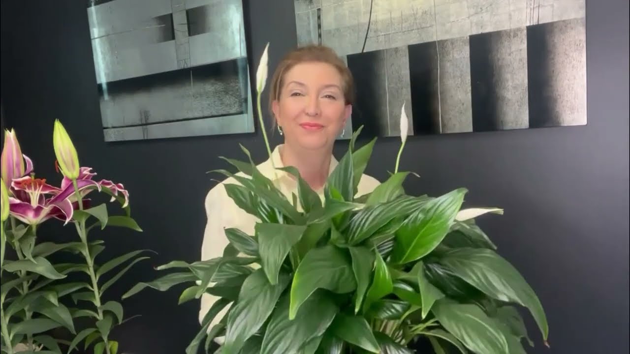 YAPRAKLARDAKİ KARARMALAR NEDEN OLUR- ÇÖZÜMÜ NEDİR?