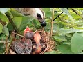 The mother bird has special fruits for her young to eat [ Review Bird Nest ]